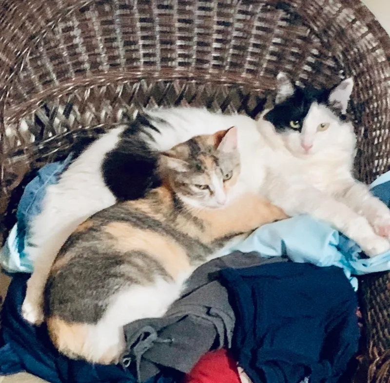 Poncho And Cardi thumbnail 5