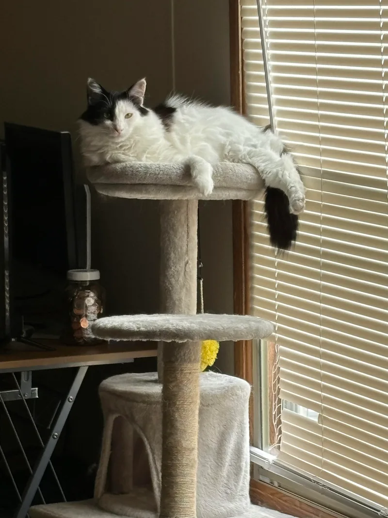 Poncho And Cardi thumbnail 6