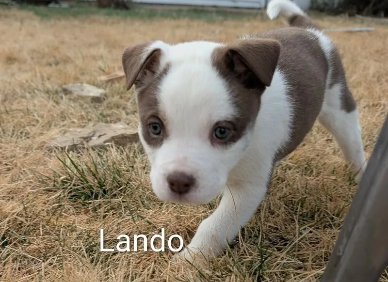Lando