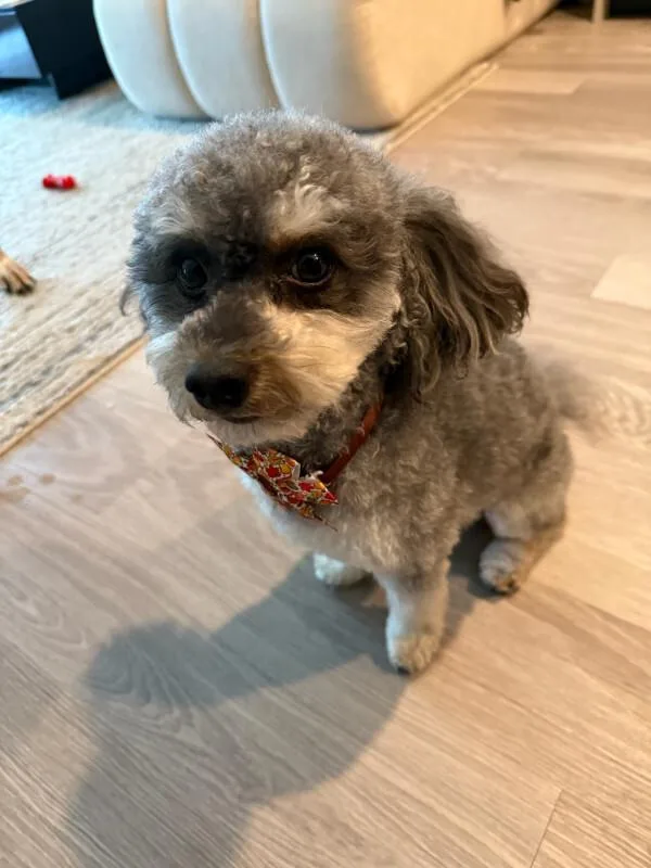 An adult small-sized male Tricolor (Brown, Black, & White) Miniature Poodle dog named Dash  Toy for adoption in Partlow, VA