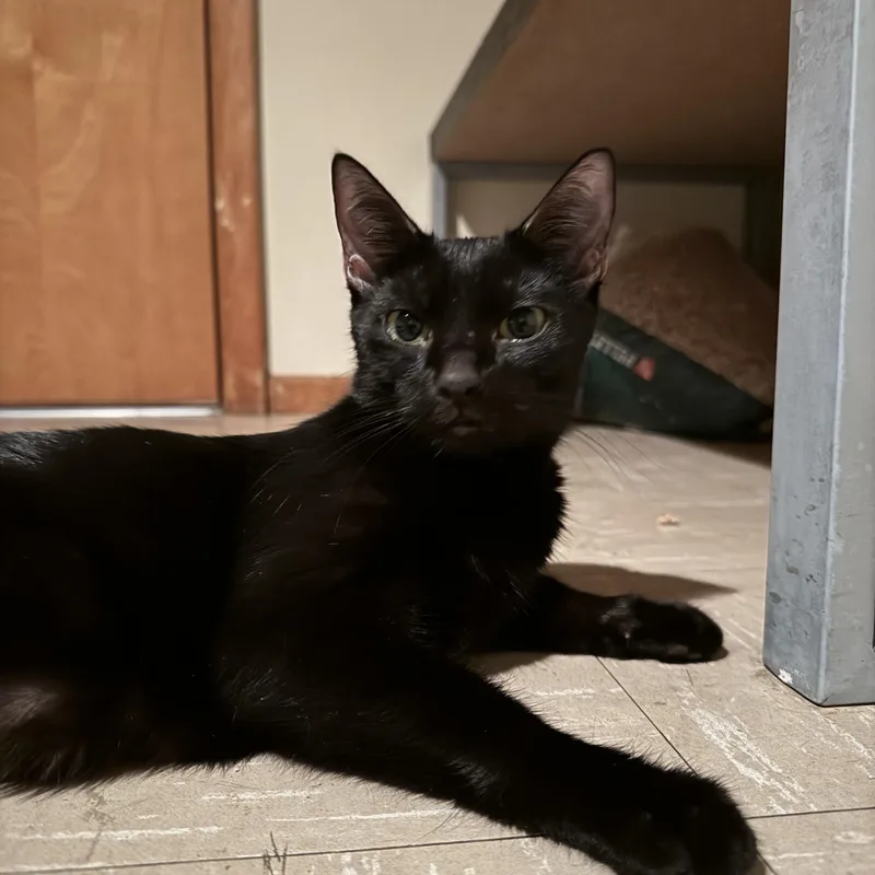 An adult medium-sized female Black Domestic Short Hair cat named Evie for adoption in Enfield, CT