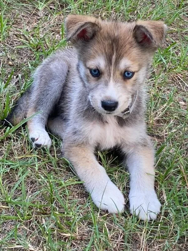 A baby medium-sized male Yellow / Tan / Blond / Fawn Siberian Husky dog named Spyro for adoption in Houston, TX