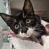 A young medium-sized male Domestic Short Hair cat named Doc for adoption in Knoxville, TN