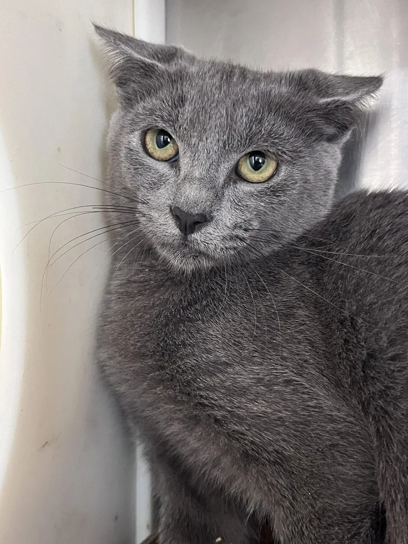 A young medium-sized male Domestic Short Hair cat named Hughes for adoption in Carrollton, GA