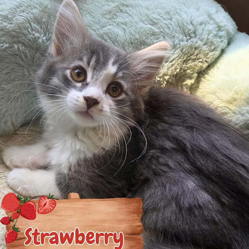 A baby small-sized female Gray / Blue / Silver Domestic Long Hair cat named Strawberry for adoption in Wind Gap, PA