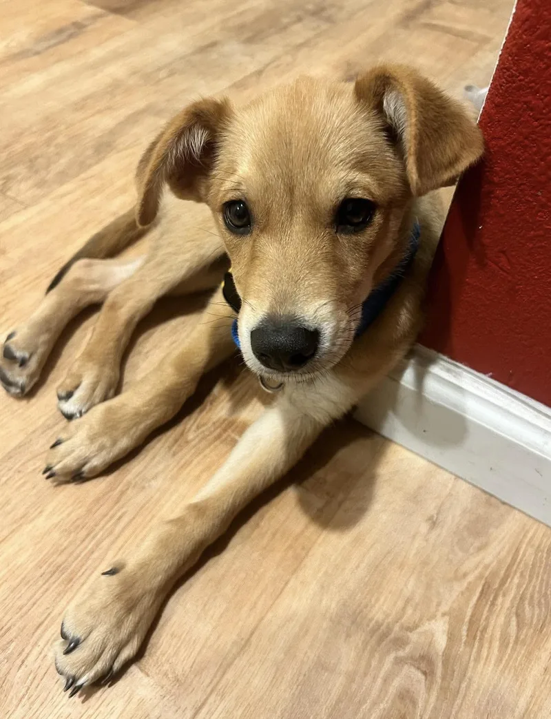A baby medium-sized male Golden German Shepherd Dog named Brewski for adoption in Beavercreek, OR