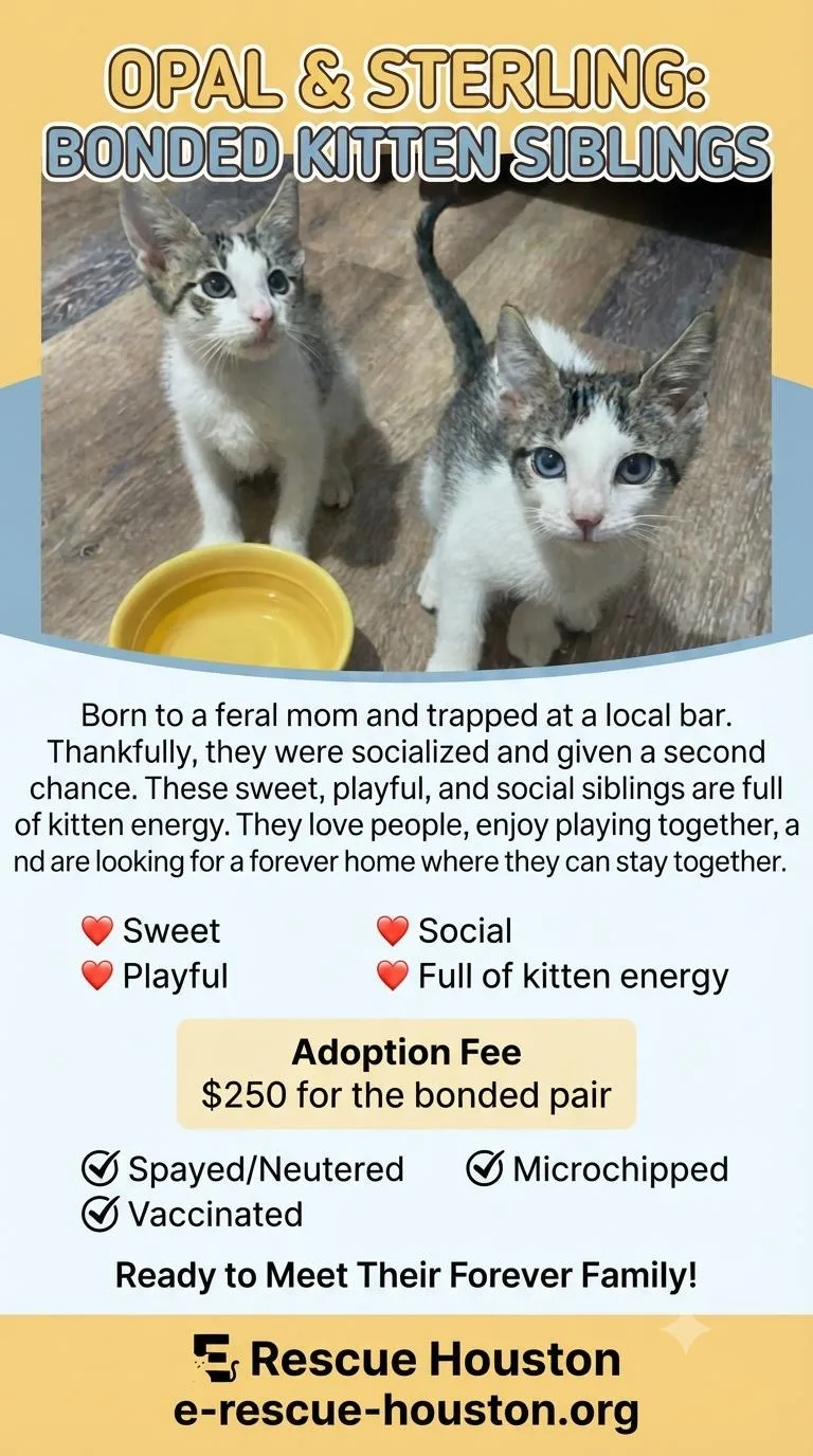 A baby small-sized female Gray & White Domestic Short Hair cat named Opal and Sterling for adoption in Spring Branch, TX