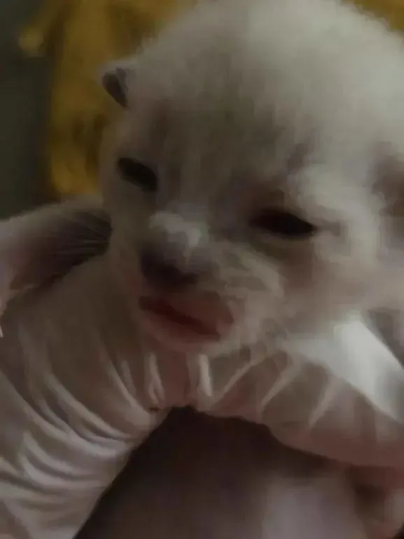 A baby small-sized female Siamese cat named Stevie for adoption in Grand Rapids, MI