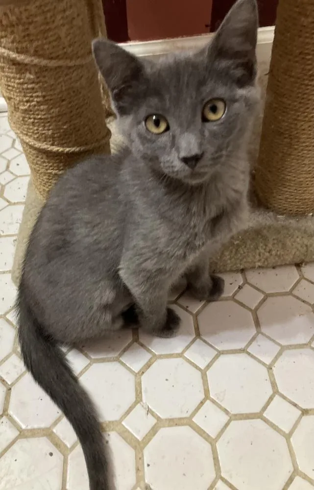 A baby small-sized female Gray / Blue / Silver Domestic Short Hair cat named Charlotte  ET for adoption in Greenville, SC