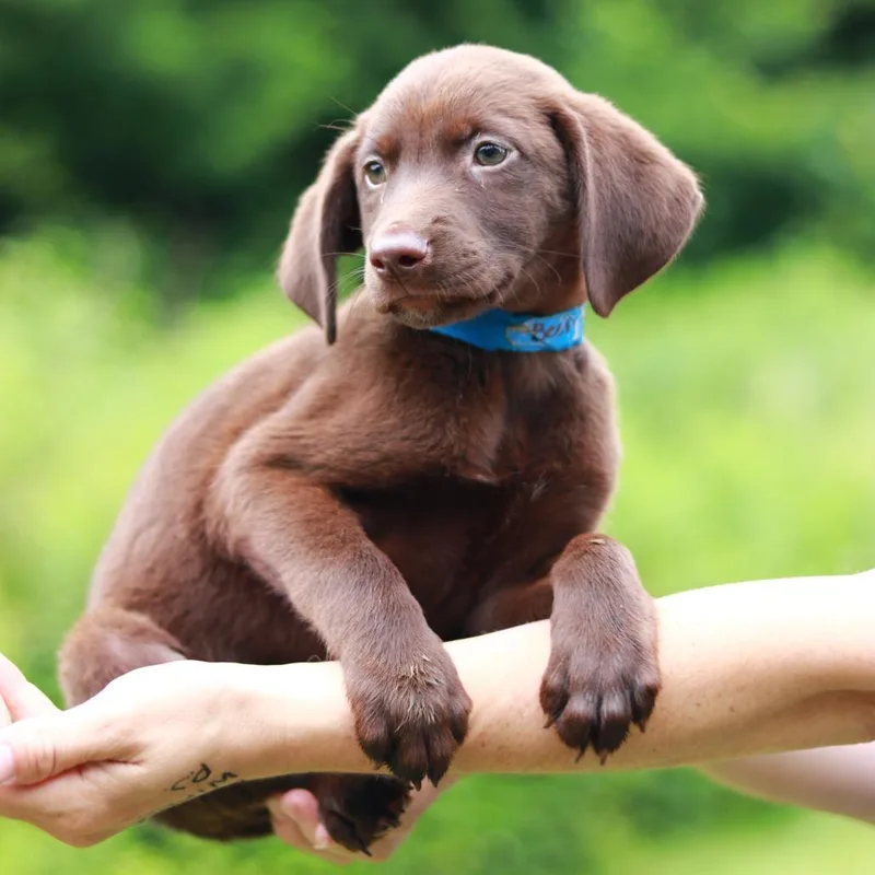 A baby medium-sized male Brown / Chocolate Pointer dog named CT Beefy Five Layer for adoption in Eastford, CT