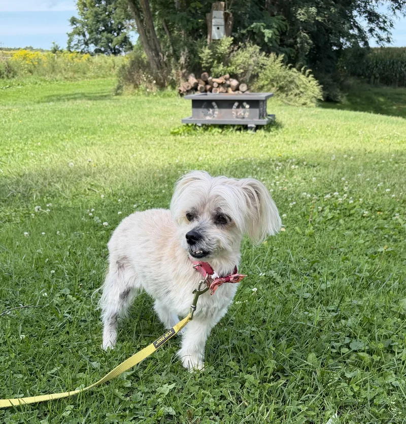 A senior small-sized female Mixed Breed dog named Honey for adoption in Rochester , NY