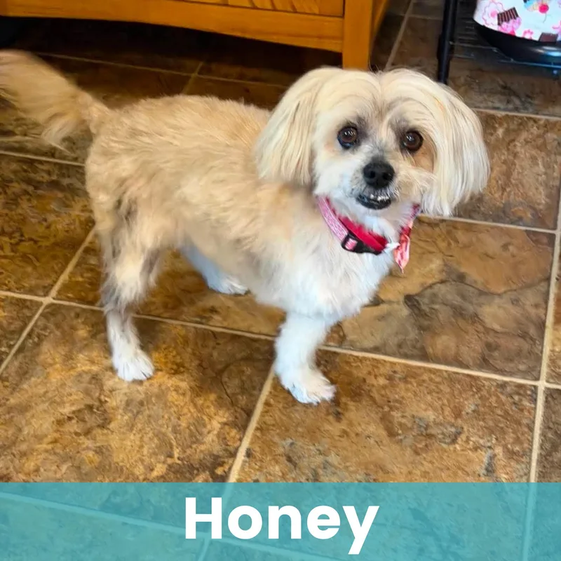 Honey thumbnail 2