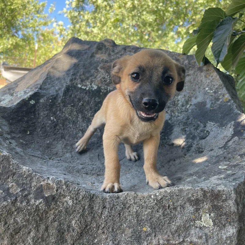 A baby small-sized male Brown / Chocolate Chihuahua dog named Murphy for adoption in Vacaville, CA