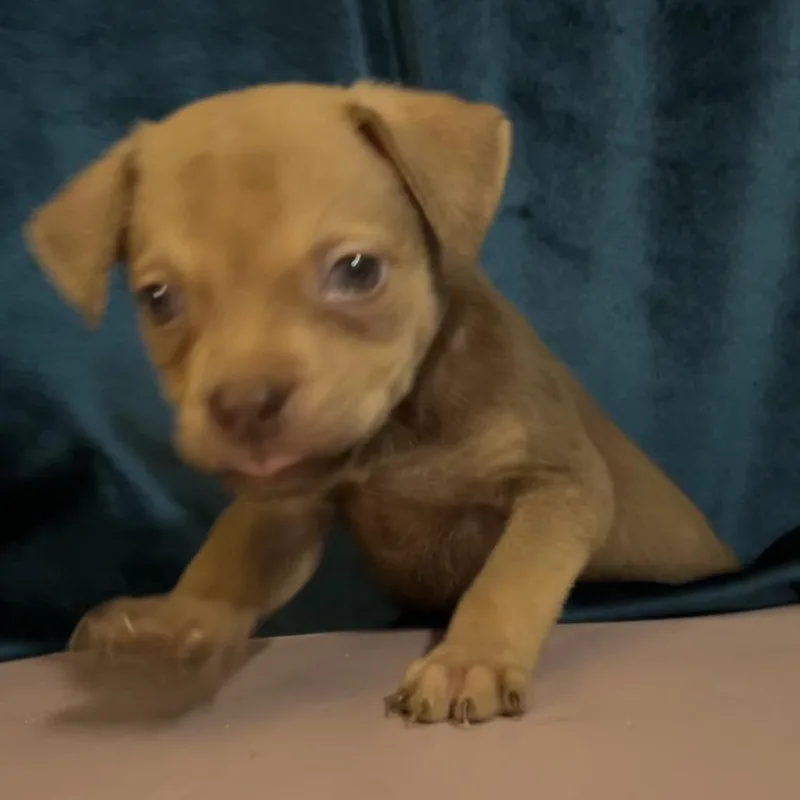 A baby small-sized female Brown / Chocolate Shepherd dog named Dolly for adoption in San Antonio, TX