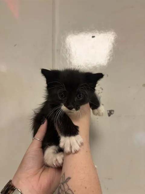 A baby small-sized male Domestic Short Hair cat named Thunder for adoption in Ontario, CA