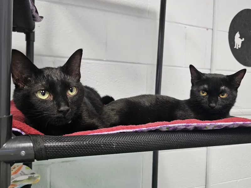 A baby small-sized female Black Domestic Short Hair cat named Glitz for adoption in Morganton, NC