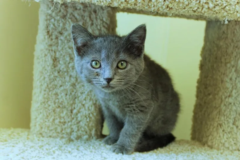 A baby medium-sized male Gray / Blue / Silver Russian Blue cat named Sterling for adoption in Urbana, OH