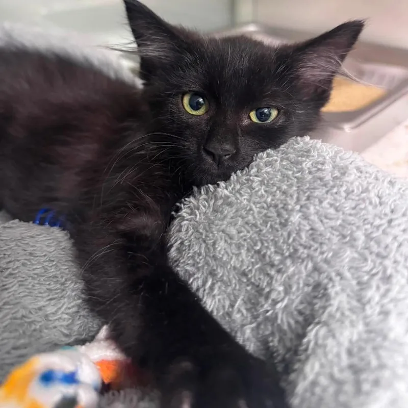 A baby small-sized male Black Domestic Medium Hair cat named Frankendoodle for adoption in Wheeling, IL