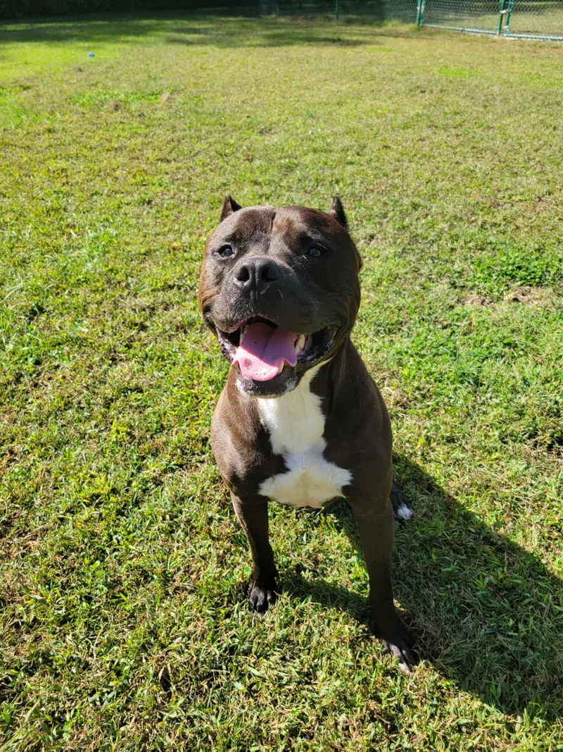 Franklin thumbnail 4