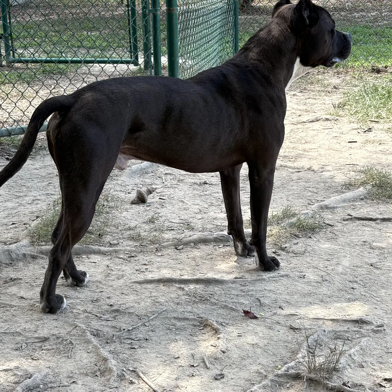 Franklin thumbnail 6