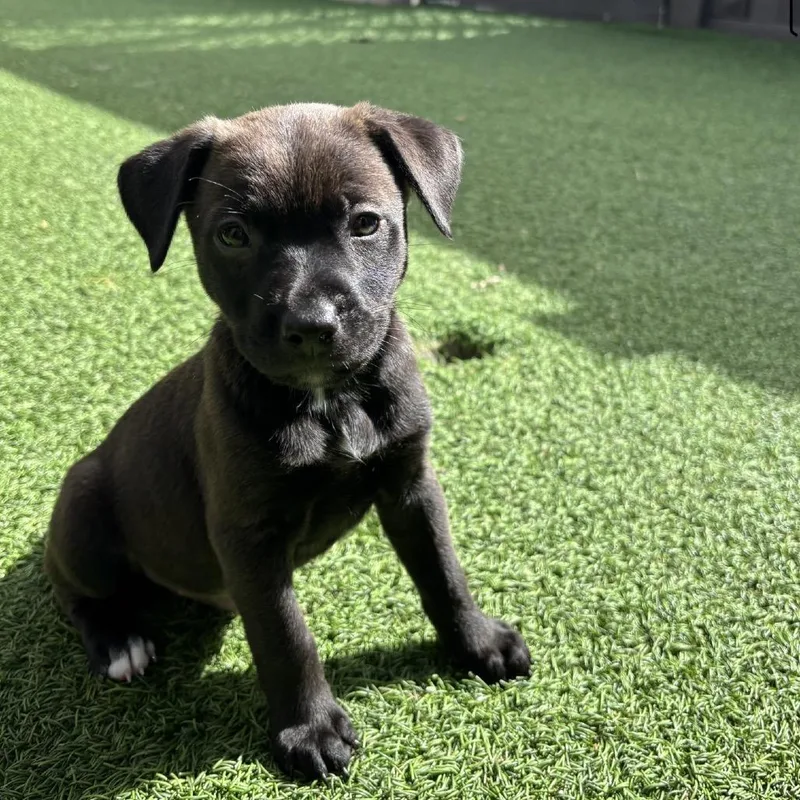 A baby medium-sized male Black Shepherd dog named Mclaren for adoption in LOXAHATCHEE, FL