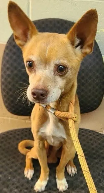A senior medium-sized male Chihuahua dog named Yeller for adoption in Swainsboro, GA
