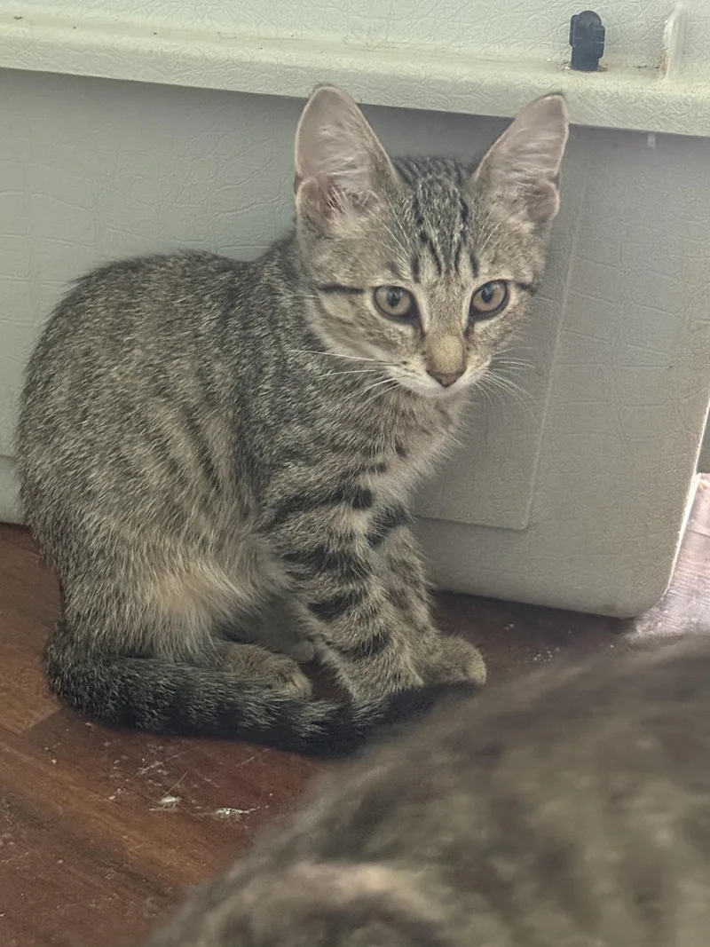 A baby medium-sized female Domestic Short Hair cat named Rizz for adoption in Lemoyne, PA