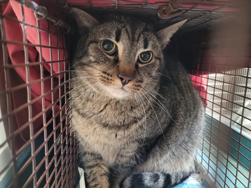 An adult large-sized male Domestic Short Hair cat named Tommy for adoption in Los Angeles, CA