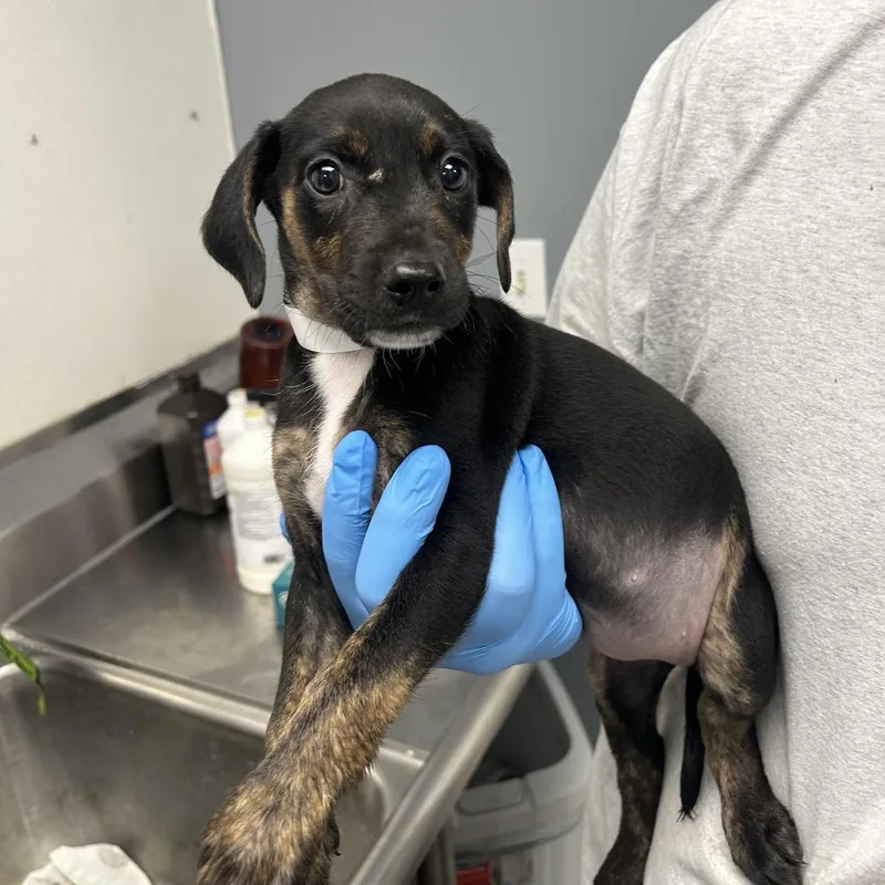 A baby small-sized female Black Labrador Retriever dog named Fry for adoption in Birmingham, AL