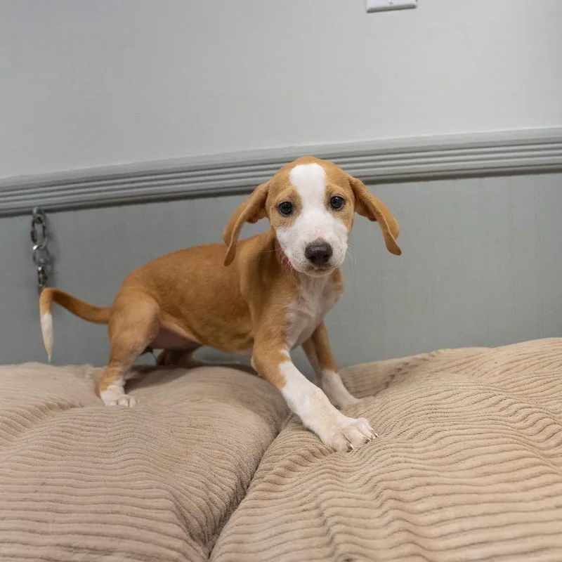 A baby medium-sized female Yellow / Tan / Blond / Fawn Labrador Retriever dog named Sadie for adoption in Pawling, NY