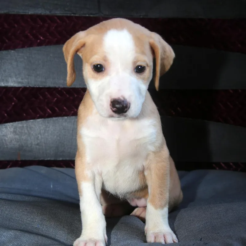 Sadie thumbnail 2