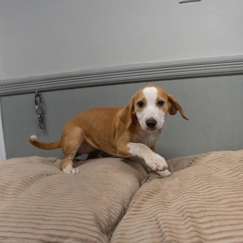 Sadie thumbnail 4