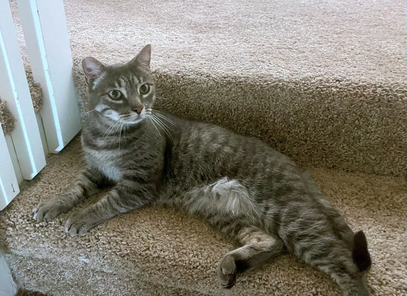 An adult medium-sized female Tabby cat named OPAL Offered for adoption in Hillsboro, OR