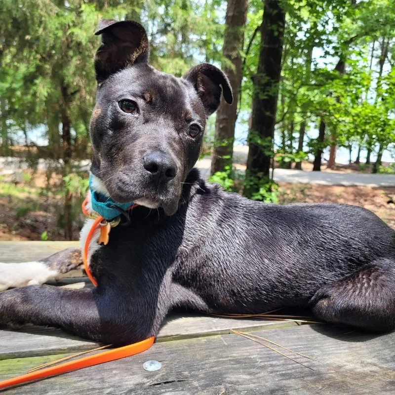 A baby medium-sized male Black Mixed Breed dog named Onyz for adoption in Alexandria, VA