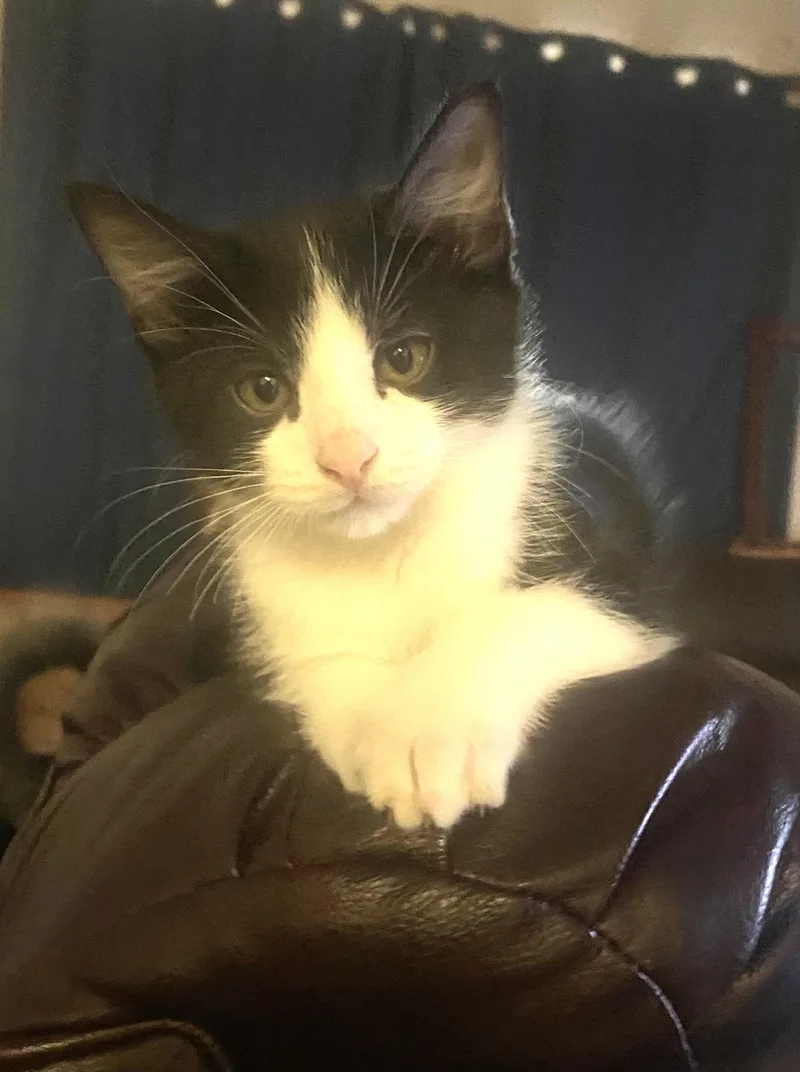 A baby medium-sized male Black & White / Tuxedo Tuxedo cat named Moonshine A Dapper for adoption in Prescott, AZ