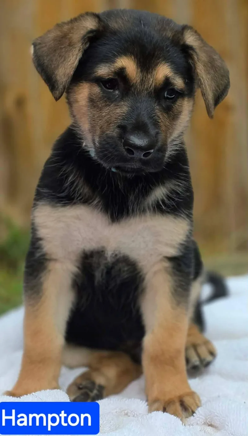 A baby large-sized male Black German Shepherd Dog dog named Hampton for adoption in Greeneville, TN