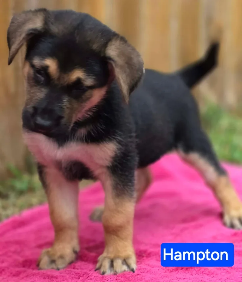Hampton thumbnail 5