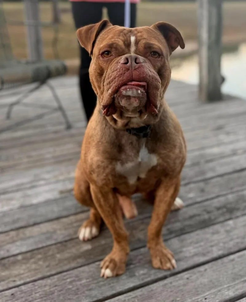 An adult medium-sized male Mixed Breed dog named Douglas for adoption in Barrington, NH