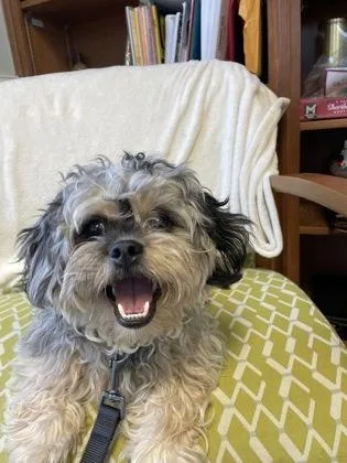 An adult small-sized male Pekingese dog named S`more for adoption in Lawrenceville, GA