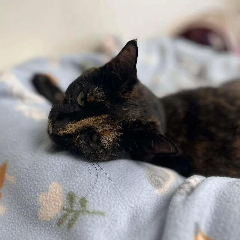 An adult medium-sized female Domestic Short Hair cat named Poppy for adoption in Milan, IL