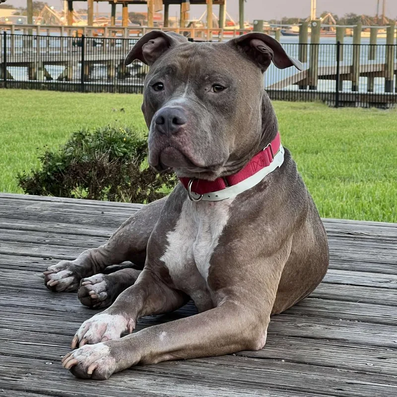 A senior medium-sized male Terrier dog named Drew for adoption in Jacksonville, FL