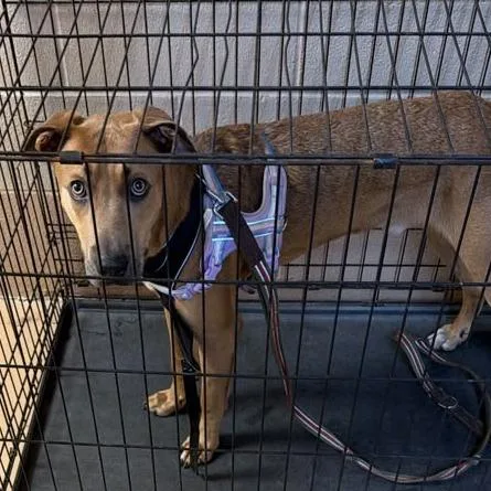 An adult medium-sized male Mixed Breed dog named Bean Sprout for adoption in Gadsden, AL