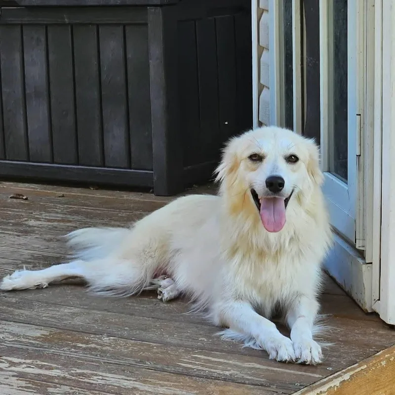 An adult medium-sized female White / Cream Great Pyrenees dog named Elaine for adoption in Spring hill, TN
