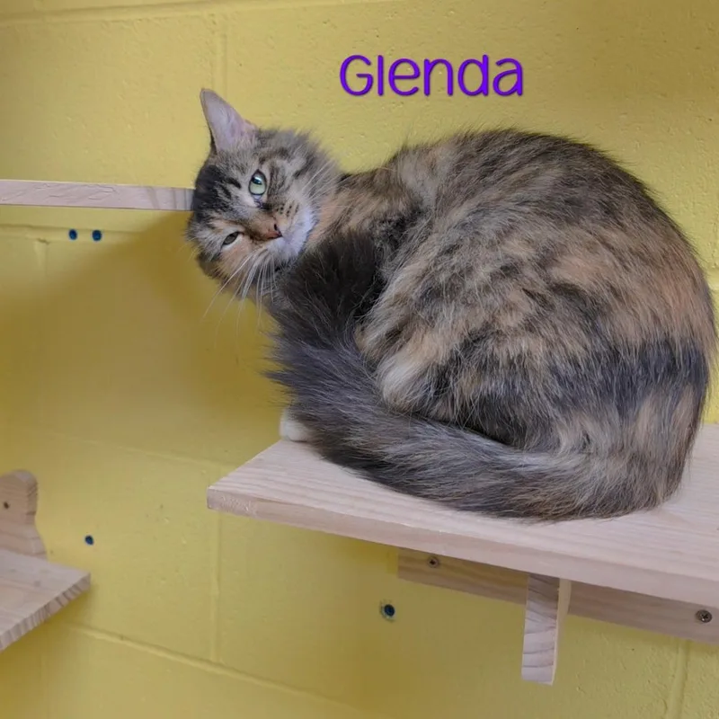 An adult medium-sized female Calico Domestic Long Hair cat named Glenda for adoption in Parkersburg, WV