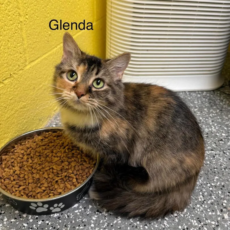 Glenda thumbnail 2
