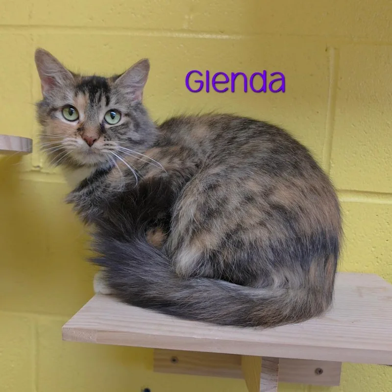 Glenda thumbnail 3