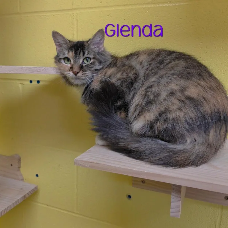 Glenda thumbnail 4