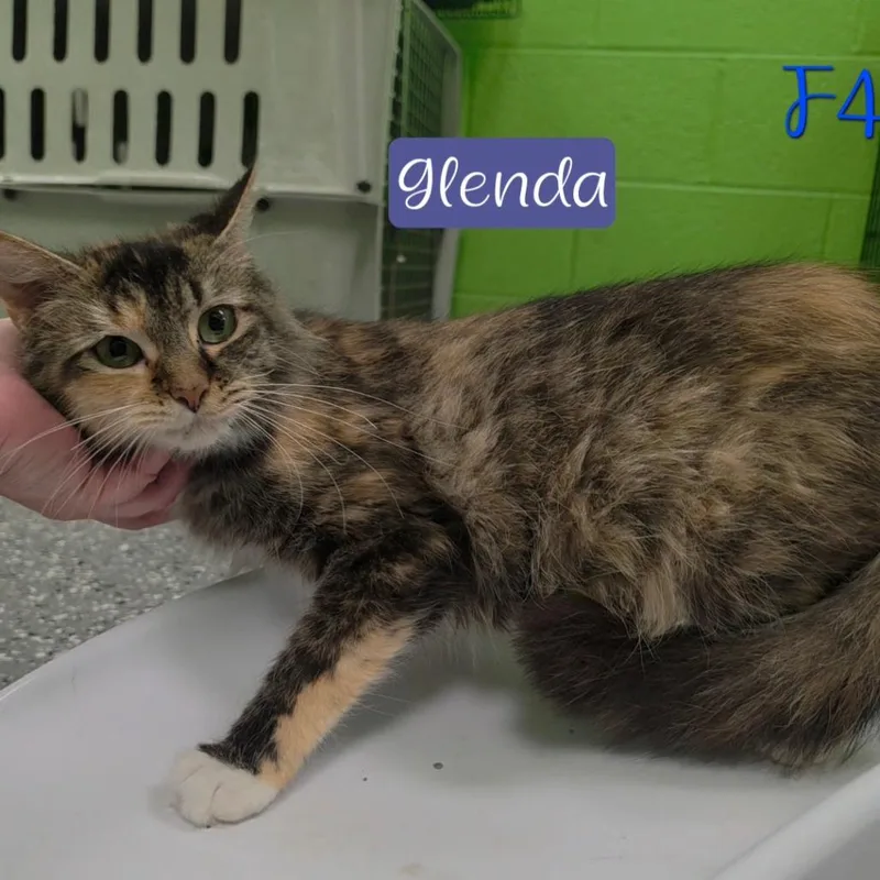 Glenda thumbnail 5