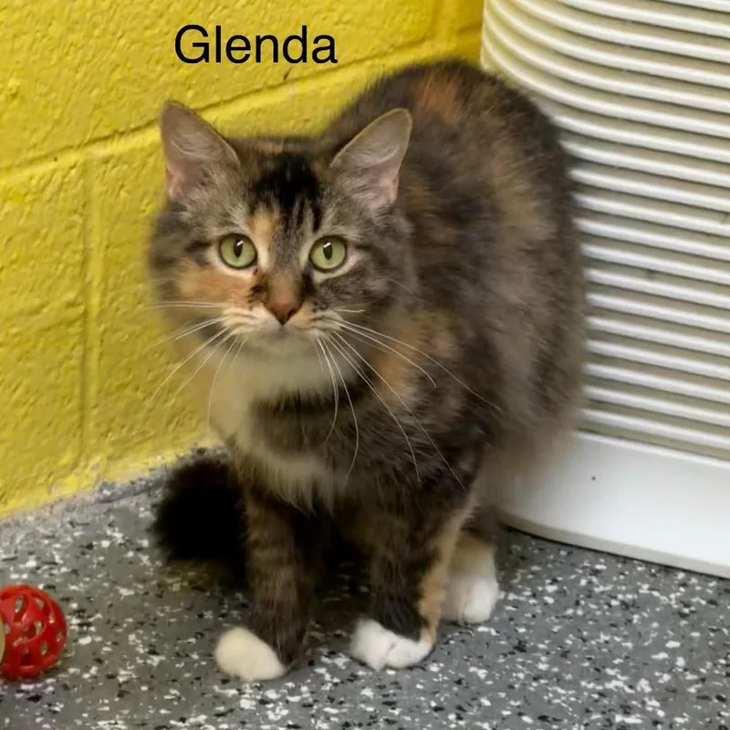Glenda thumbnail 6