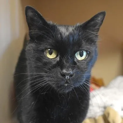 A senior medium-sized male Black Domestic Short Hair cat named Magi for adoption in Flagstaff, AZ